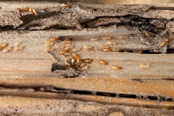 Best Termite Control Services  in Golden Triangle, NJ