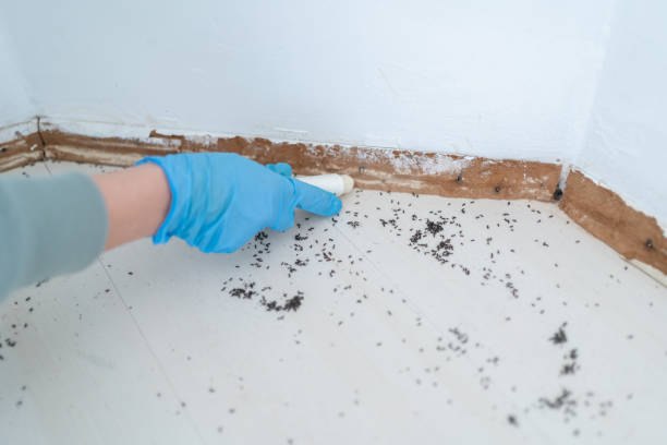 Best Wasp Removal Services  in Golden Triangle, NJ